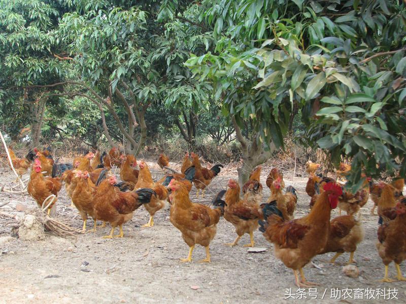 豆渣一吨多少钱,豆渣发酵后多少钱一吨