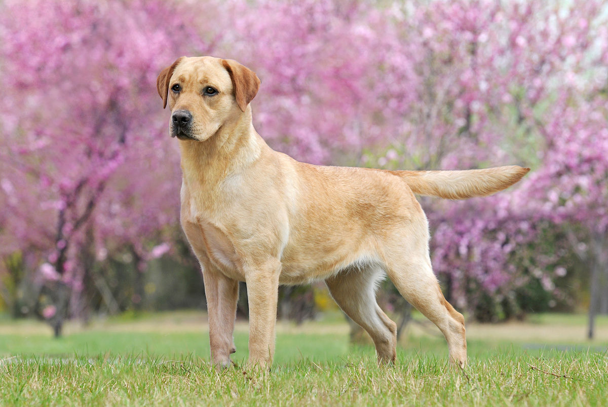 聪明的纯种拉布拉多,性格温顺聪明的狗狗中型犬