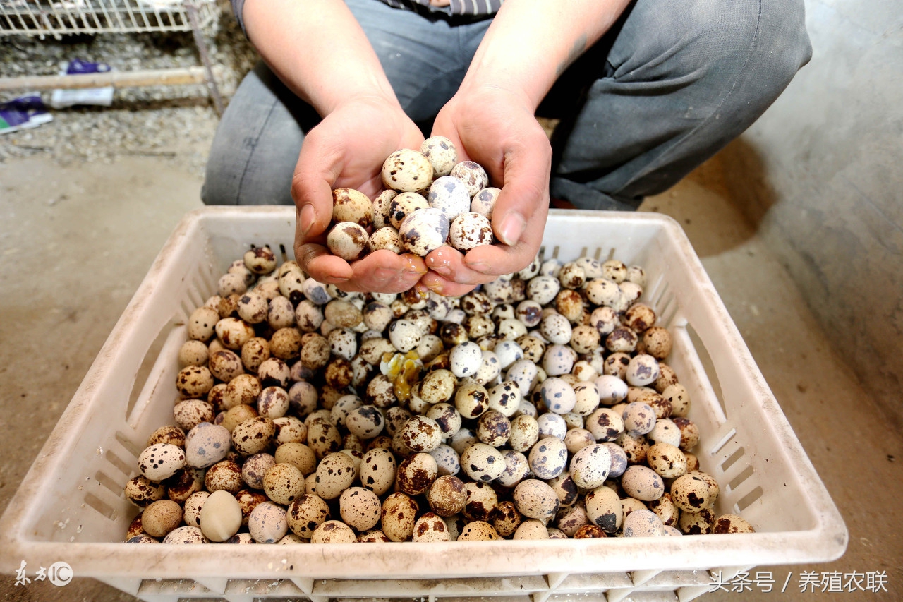 产蛋鹌鹑的饲养管理,鹌鹑养殖效益如何呢
