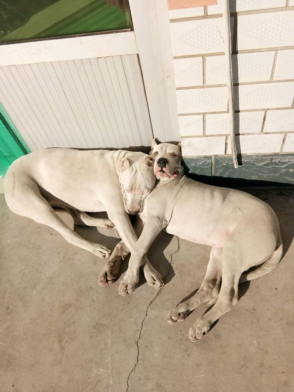 你们一天除了吃就是睡，还能有点别的娱乐项目吗么——杜高吧