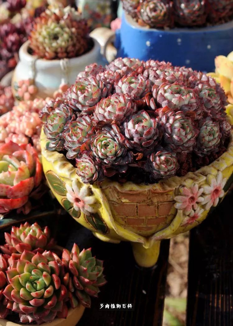 自己做多肉花盆，美肉美盆让阳台更加色彩！