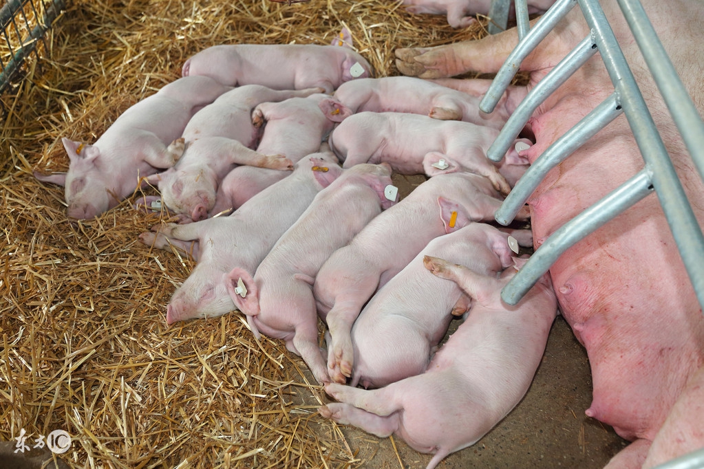 母猪产后一星期不拉大便怎么办,母猪产后一礼拜不吃食