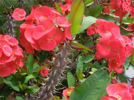 小孩贪玩吃了这个叶子口吐白沫，你家里可能也有！