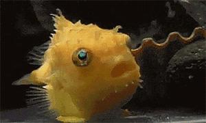 呦呦切克闹英文版,呦呦切克闹原创