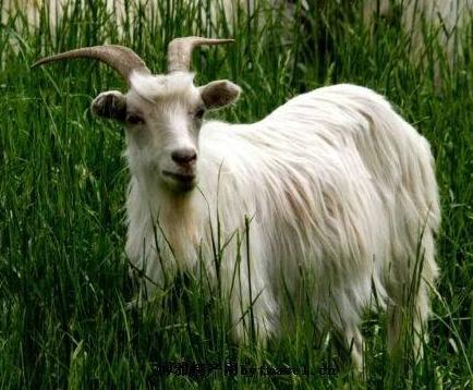 阿拉善盟白山羊羊苗,延安乌骨羊养殖