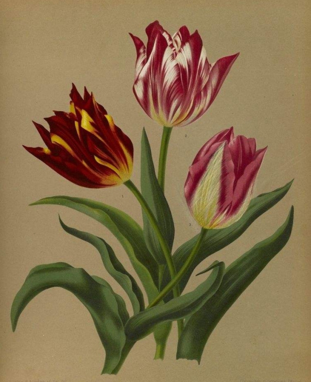 郁金香｜它曾经倾国倾城，如今却“剁手”可得