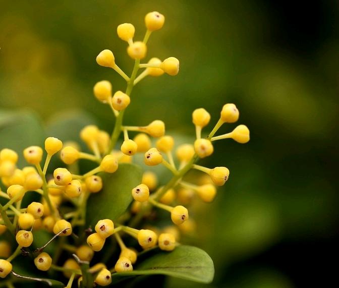 米兰花为什么要放在室内,室内茉莉花和米兰花哪个好养