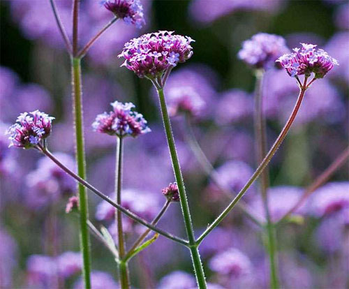 家庭种植薰衣草的方法和时间,薰衣草庭院种植方法和时间