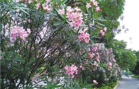 小孩贪玩吃了这个叶子口吐白沫，你家里可能也有！