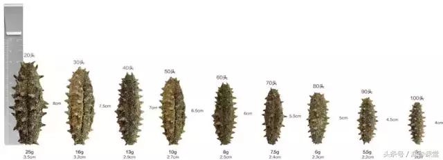 即食海参价格为什么差别那么大,海参的功效与营养价值及价格