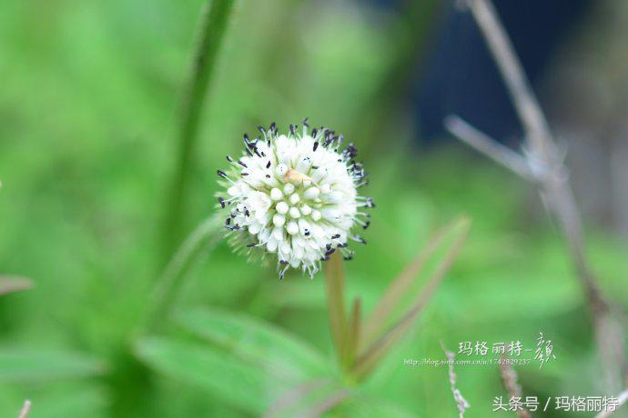 植物笔记解读视频,植物笔记关于花