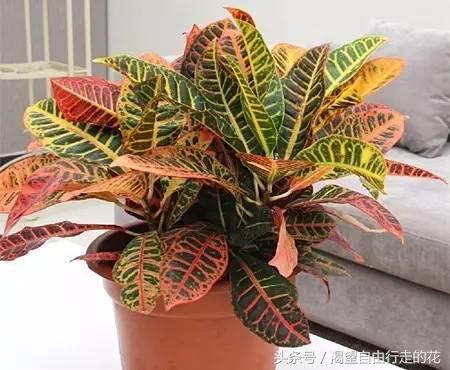 家里盆栽有这几样的赶紧扔掉,盆栽哪些绿植有毒性大