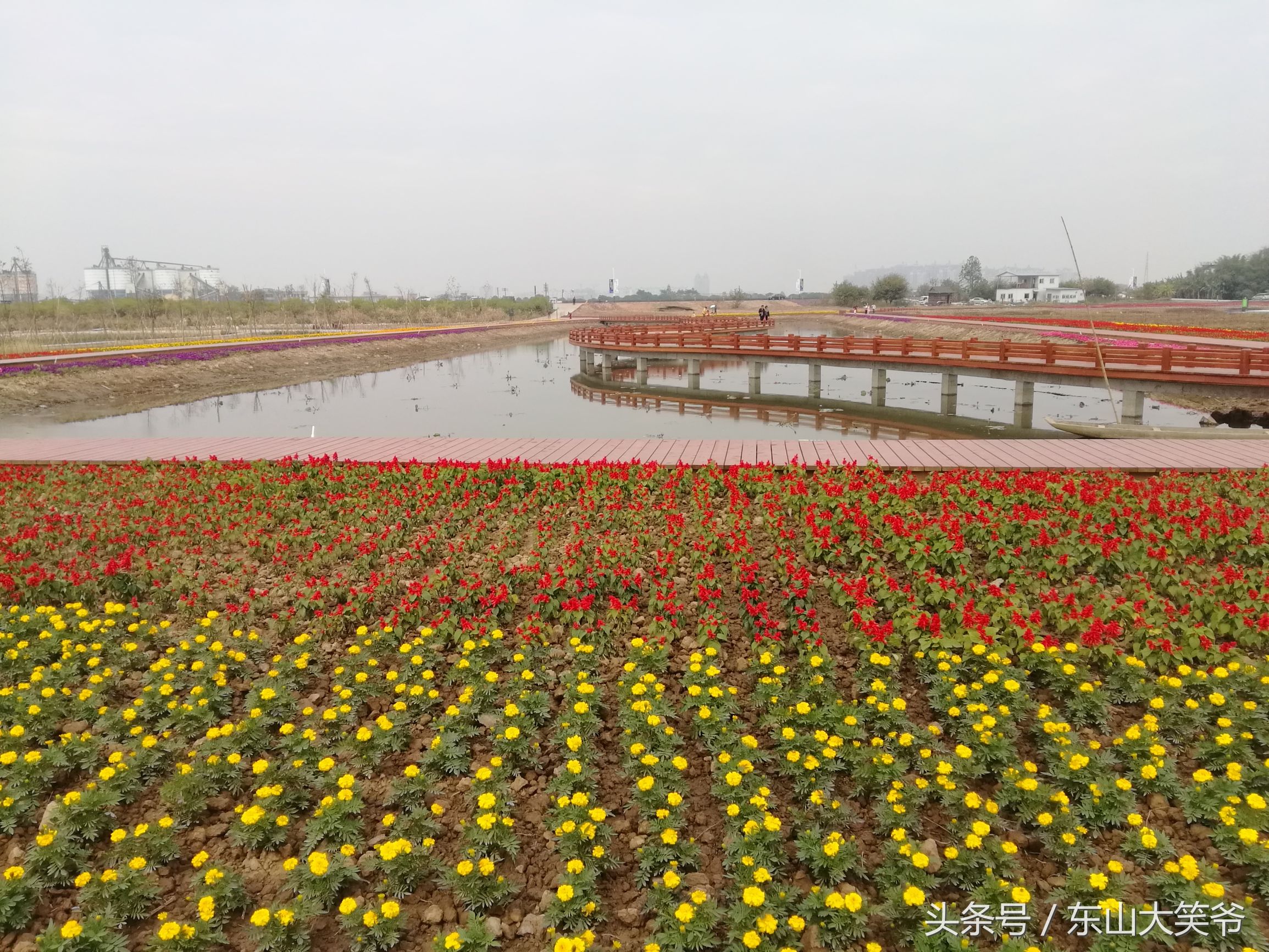 南沙东涌花海,南沙东涌镇风景绝美的地方