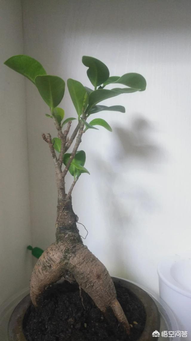 人参榕盆景为何冬季会落叶,人参小叶榕怎么养