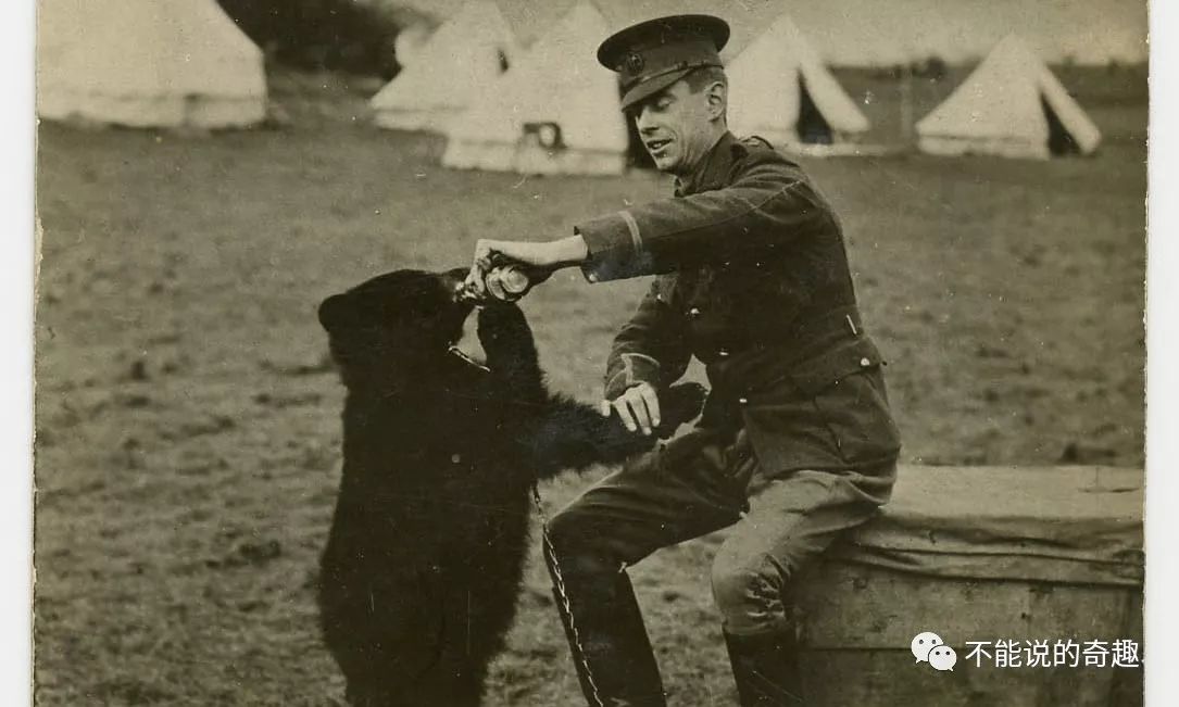 20美元被买下带回*队军**，50年后它成为红遍全球的小熊维尼