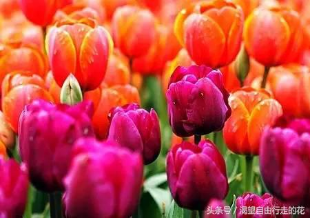 家里盆栽有这几样的赶紧扔掉,盆栽哪些绿植有毒性大