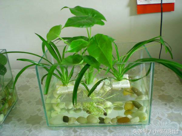 油画吊兰水培长根后怎么换土培,水培金边吊兰长根后转土培的方法