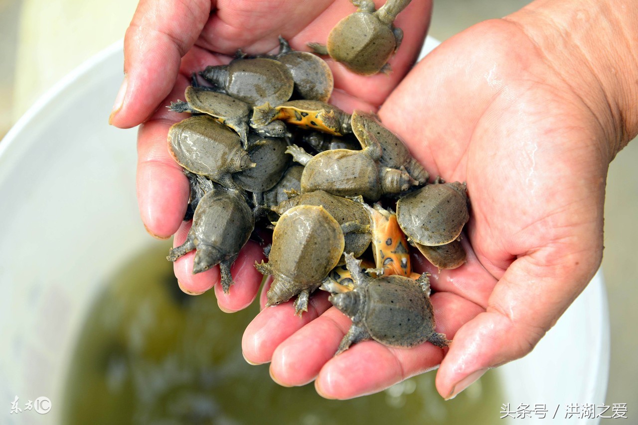 抓甲鱼神器制作方法,钢叉怎么抓甲鱼