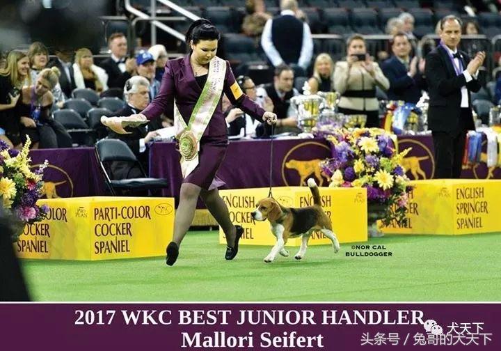 2017年西敏寺犬展时间表,西敏寺犬展北京犬