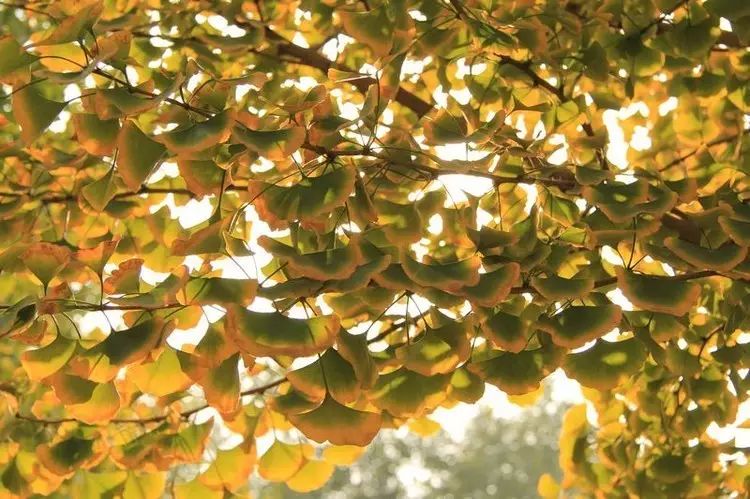 2018年浙江地方景点旅游日历大合集！含杭州，建德，温州，金华！