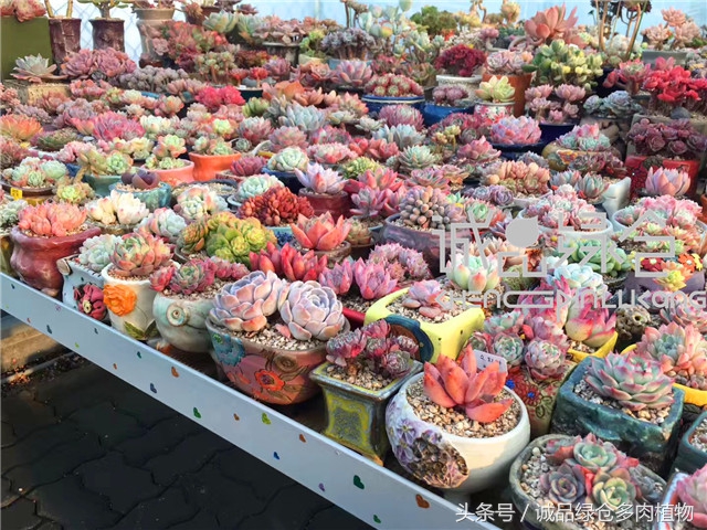 美爆了的韩国多肉植物大棚