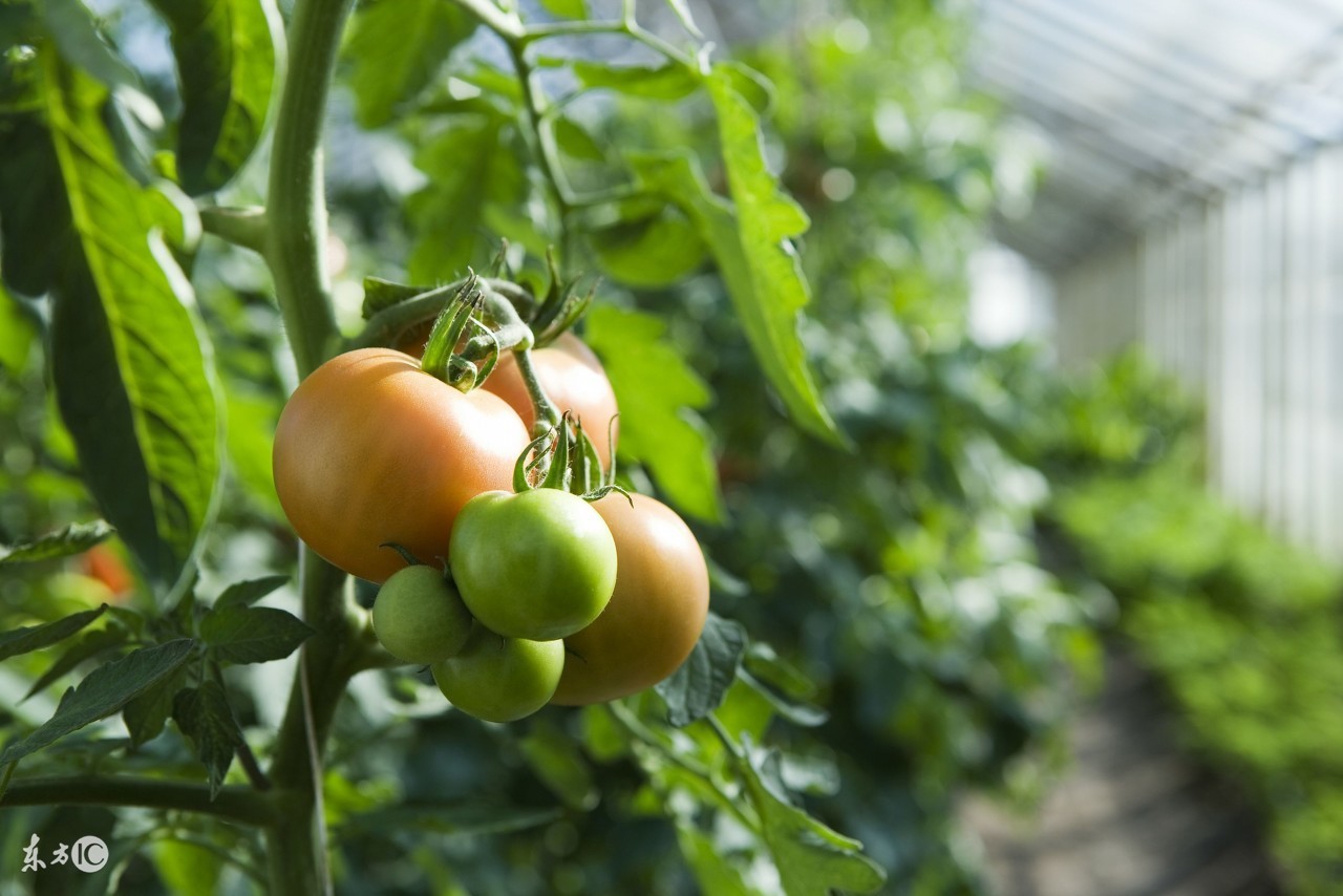 西红柿移栽3天为什么耷拉下来,西红柿栽上一直不长棵为什么