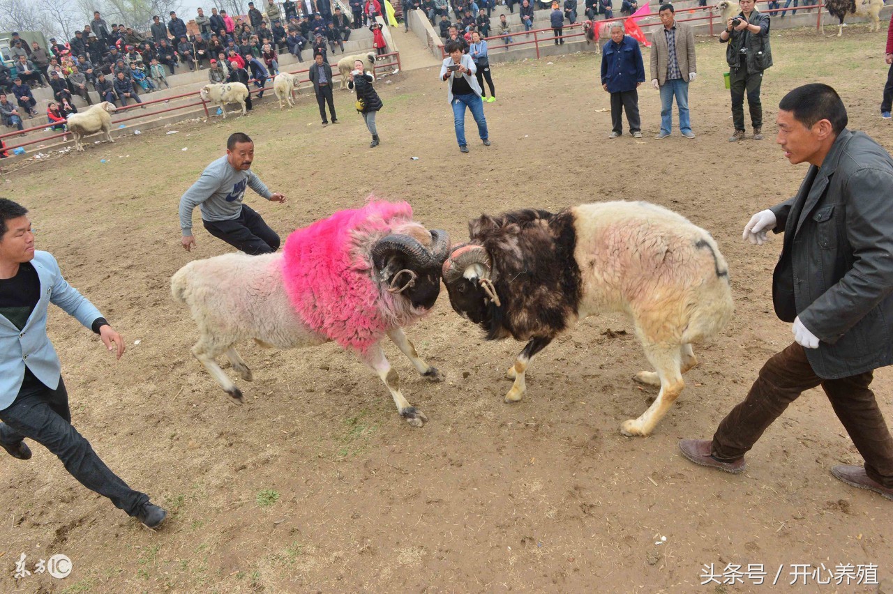新手养羊做好这几点想不挣钱都难,养羊人必须知道的养羊技术