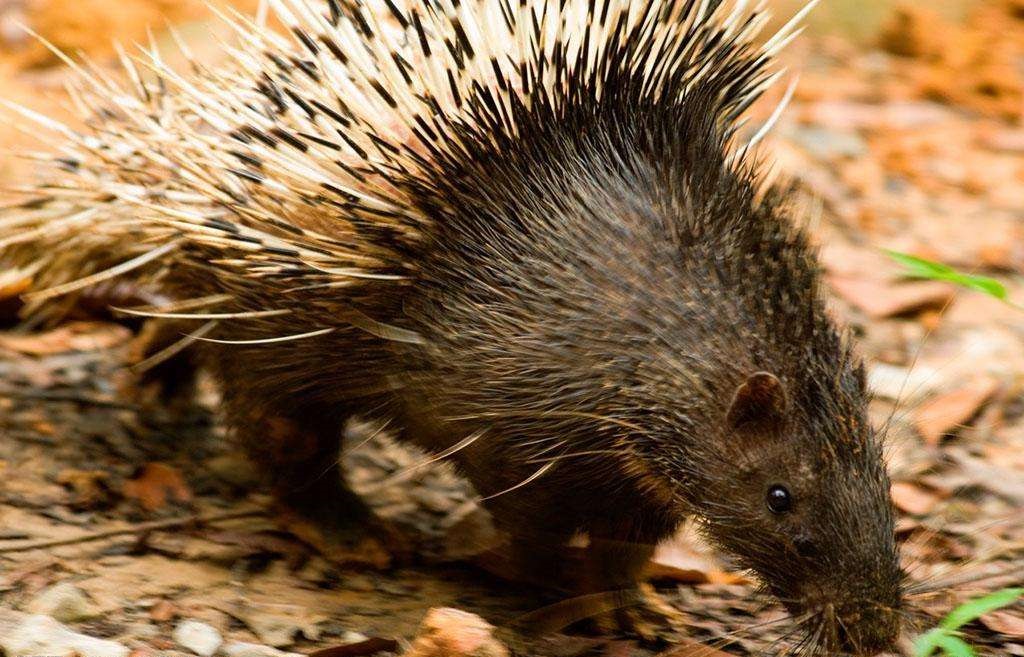 养豪猪失败的有多少,养30只豪猪投资多少