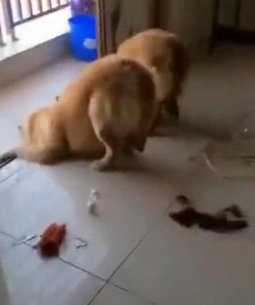 当金毛和柯基同时奔向主人,金毛对柯基狂叫被主人一顿教训