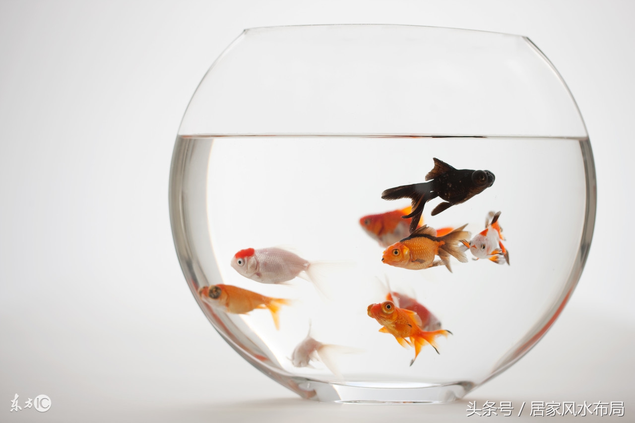 客厅财神可以摆在鱼缸旁边吗,财神和鱼缸放在一起好不好
