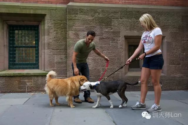 温顺的狗狗突然很躁动是怎么回事,好动的狗突然不动了怎么回事