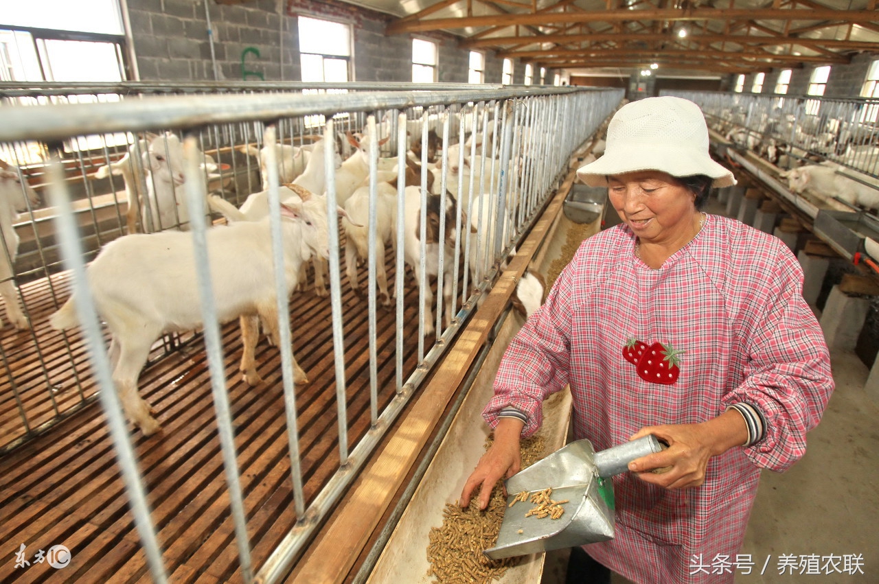 养山羊用什么药预防疾病,山羊的布病疫苗怎么做