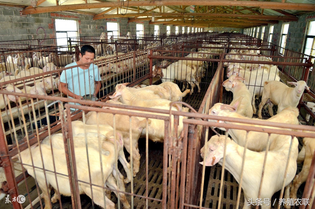 养山羊用什么药预防疾病,山羊的布病疫苗怎么做