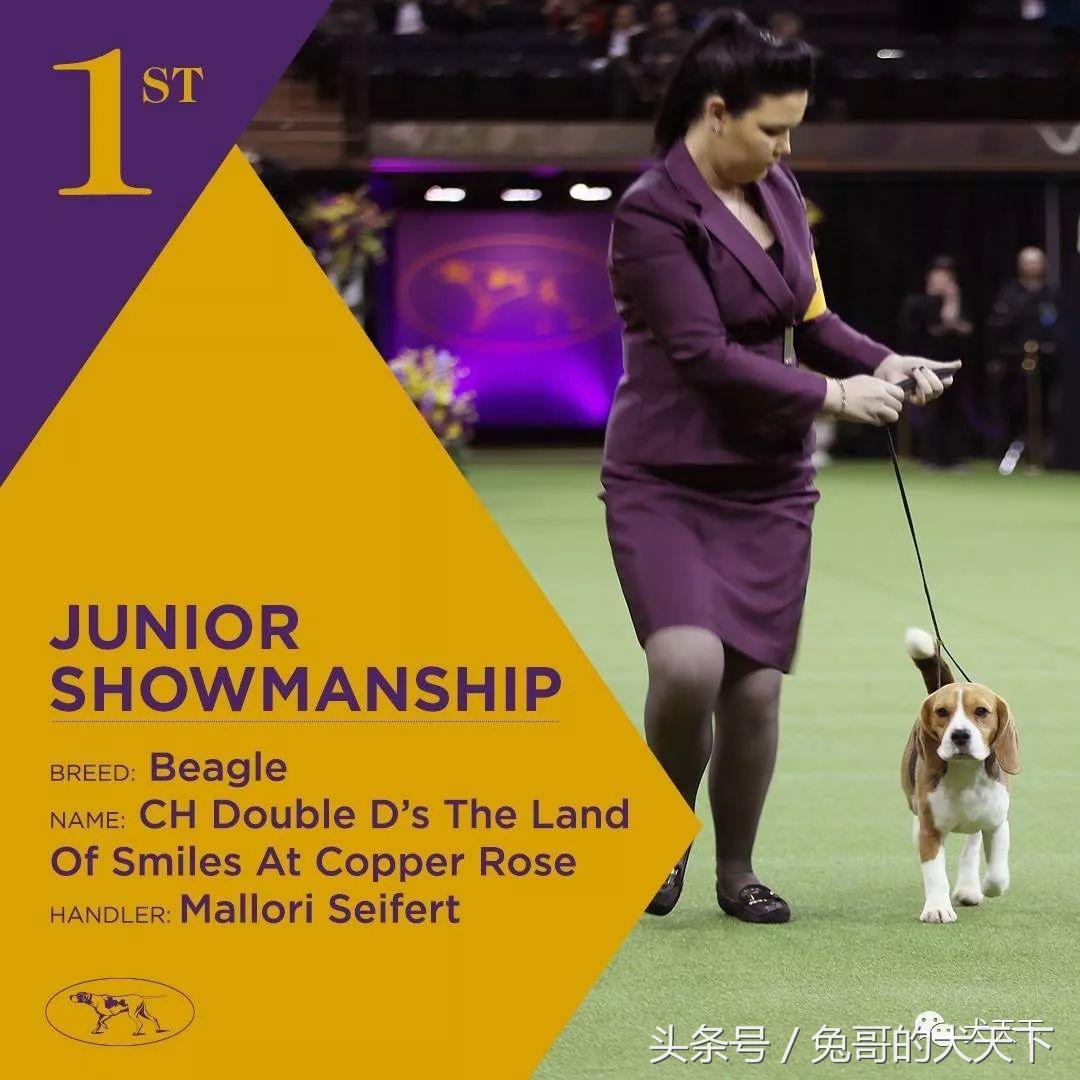 2017年西敏寺犬展时间表,西敏寺犬展北京犬