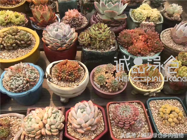 美爆了的韩国多肉植物大棚