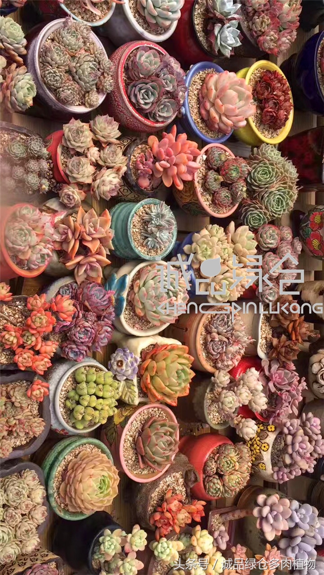 美爆了的韩国多肉植物大棚