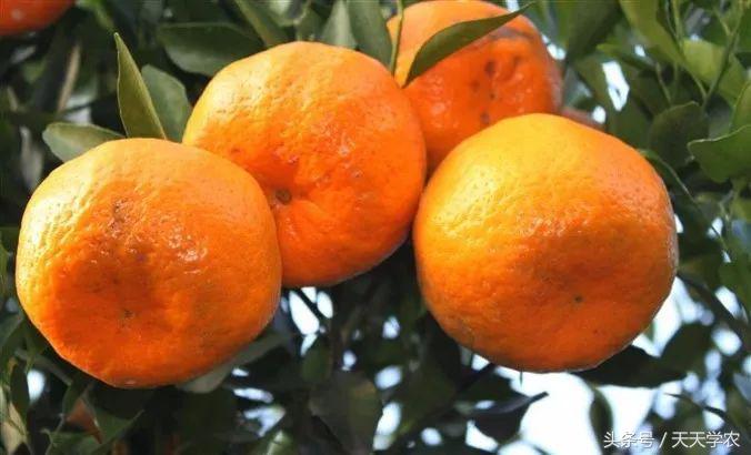 红美人柑橘和沃柑哪个品种更甜,这几年比较火的柑橘品种
