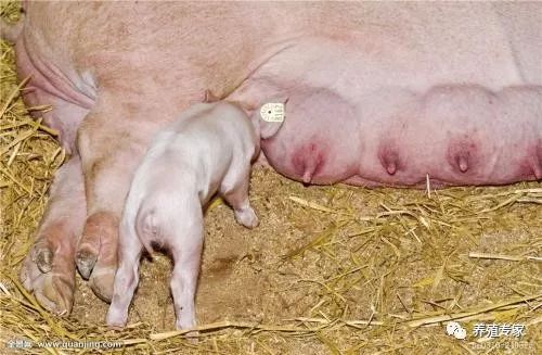 母猪受胎率低怎么解决,母猪产白胎的原因及治疗方法