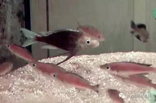 「鱼标本戏说非洲慈鲷」第一章：羽鳍类永恒的经典——蓝提