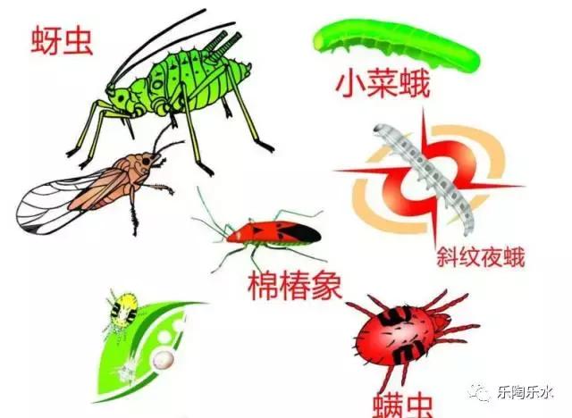 只有绿叶菜容易农药残留？你太天真了！