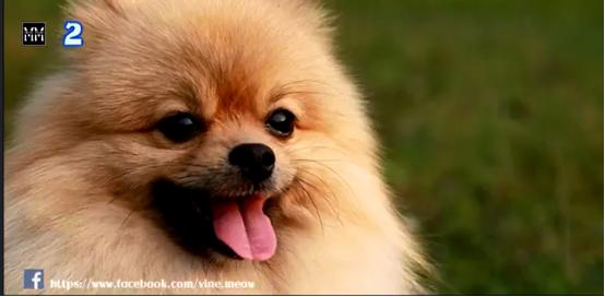 博美十大最适合懒人养的狗排名,十大蠢狗排名博美犬