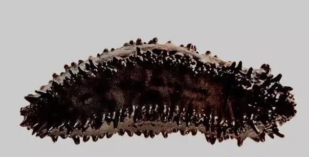 海参有上千种都是一样的吗,全世界海参有多少品种