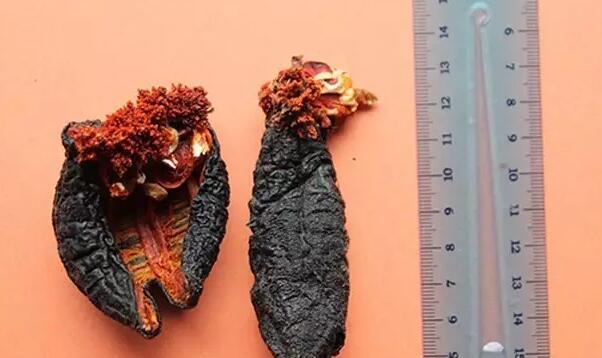 海参也有很多种,全世界所有可以吃的海参