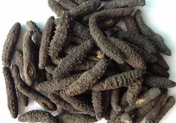 你知道世界上的鱼类有多少个,你知道的海底世界有多少种鱼