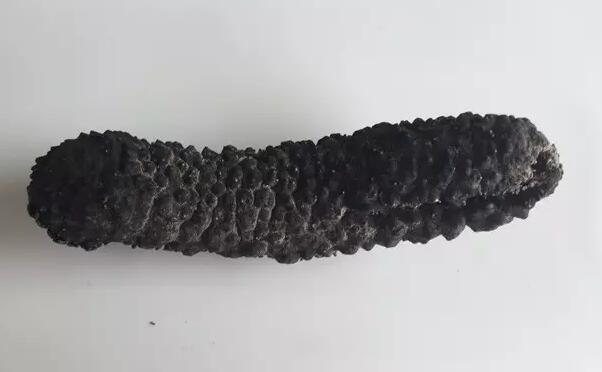 海参也有很多种,全世界所有可以吃的海参