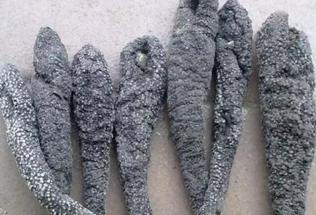 海参有上千种都是一样的吗,全世界海参有多少品种