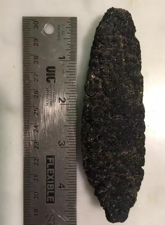 海参有上千种都是一样的吗,全世界海参有多少品种