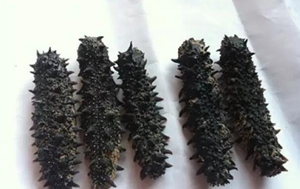 海参也有很多种,全世界所有可以吃的海参