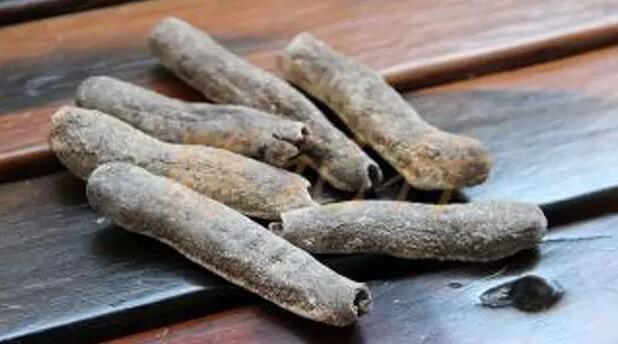 海参也有很多种,全世界所有可以吃的海参