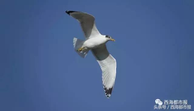 青海最惹眼的“尕网红”!“单挑哥”“白娘子”“老哇爷”